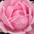 Roza - Vrtnica čajevka - Madame Caroline Testout